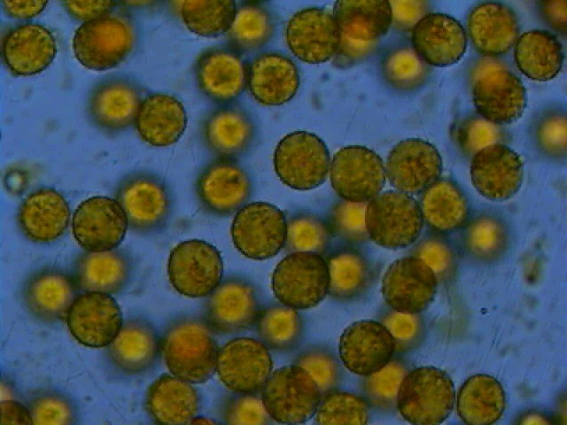 Due Laccarie (Laccaria affinis e L. macrocystidiata)
